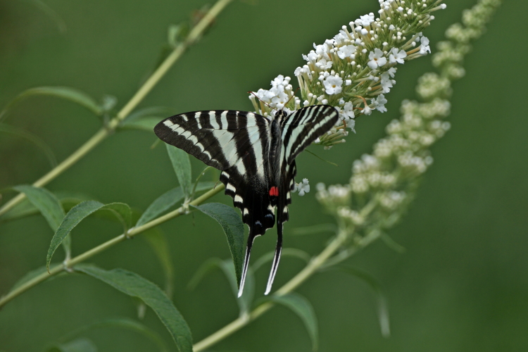 Photo of Tiger Swallowtail Butterfly